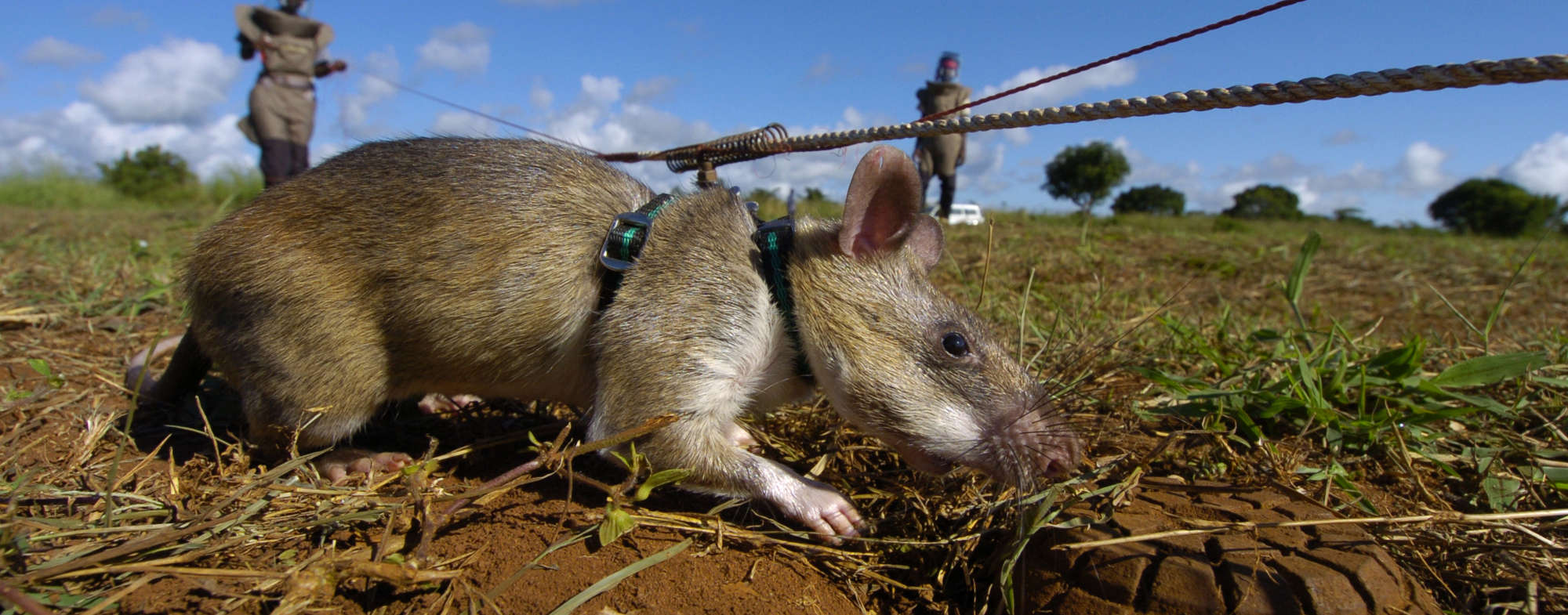 No Holiday in Cambodia for These Giant Rats
