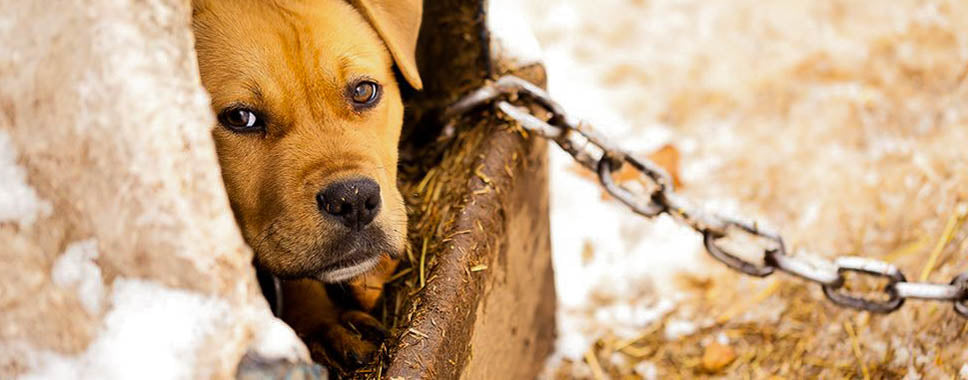 Bottom of the Barrel 2: Wherein Doug Defends Dogfighting