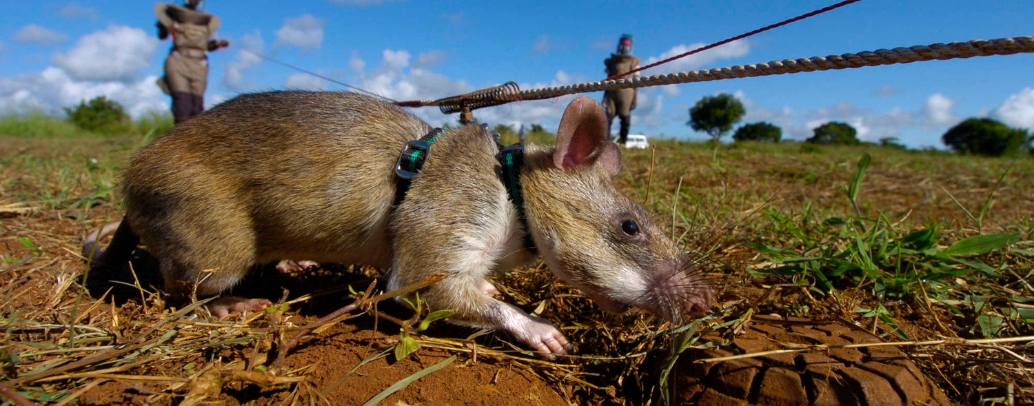 No Holiday in Cambodia for These Giant Rats