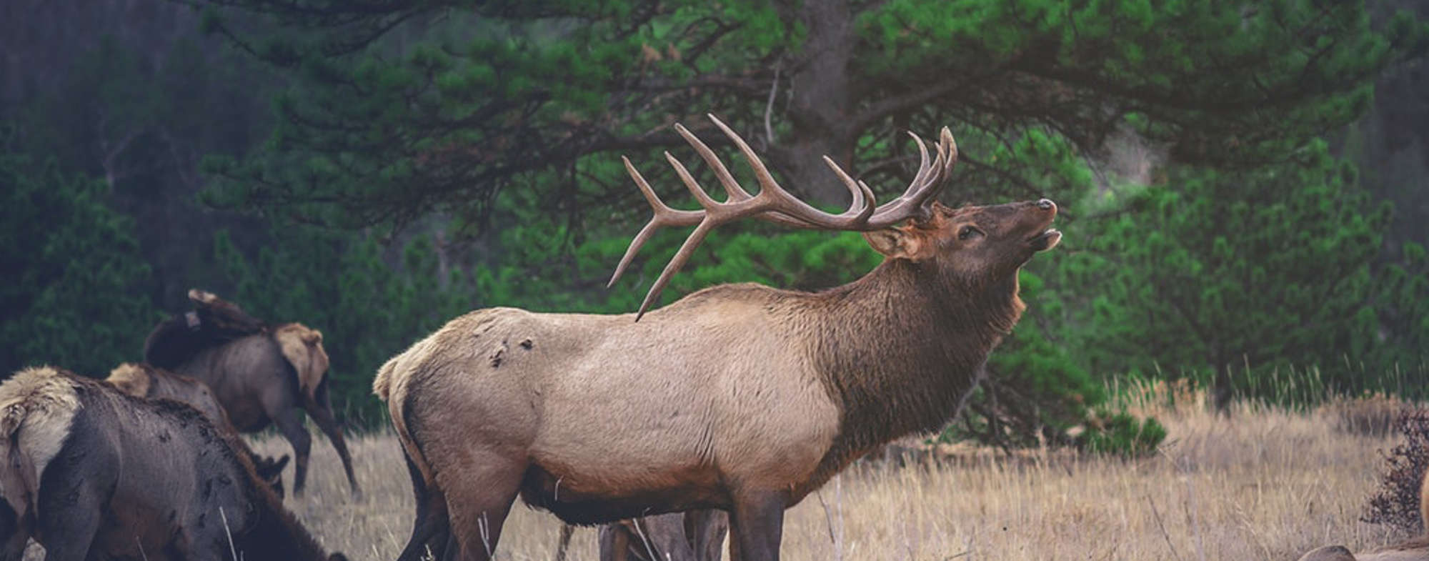 Back Country Elk Hunting With a Bow