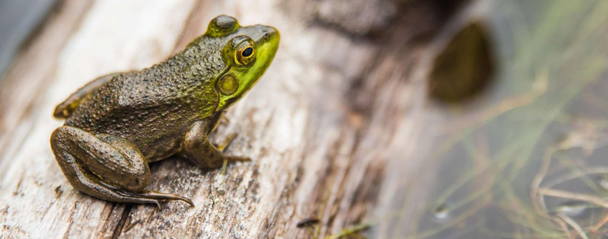 Frog Stretch with CVB