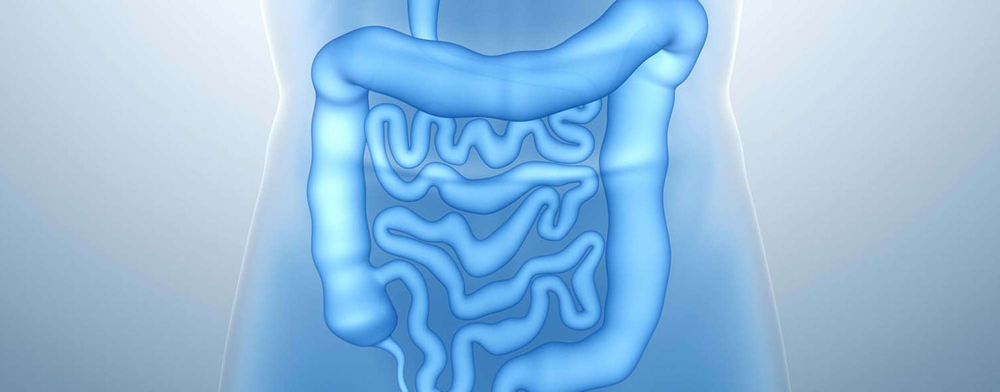 What's All The Fuss About Your Gut?