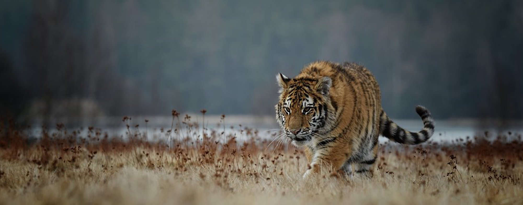 If You Were Running From A Tiger, and Couldn't Push Your Friend Down, Would You Live?