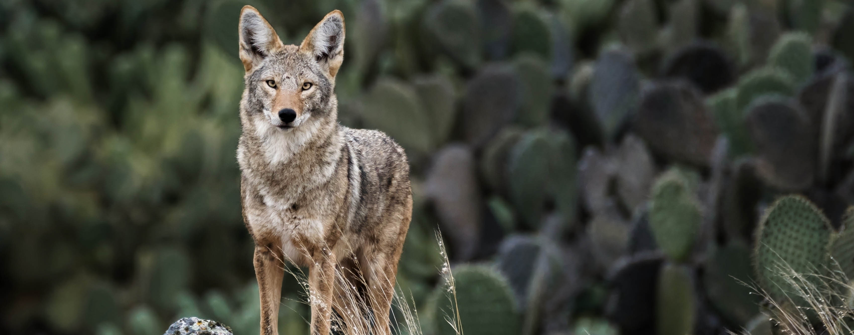 Bordertown Coyote Showdown