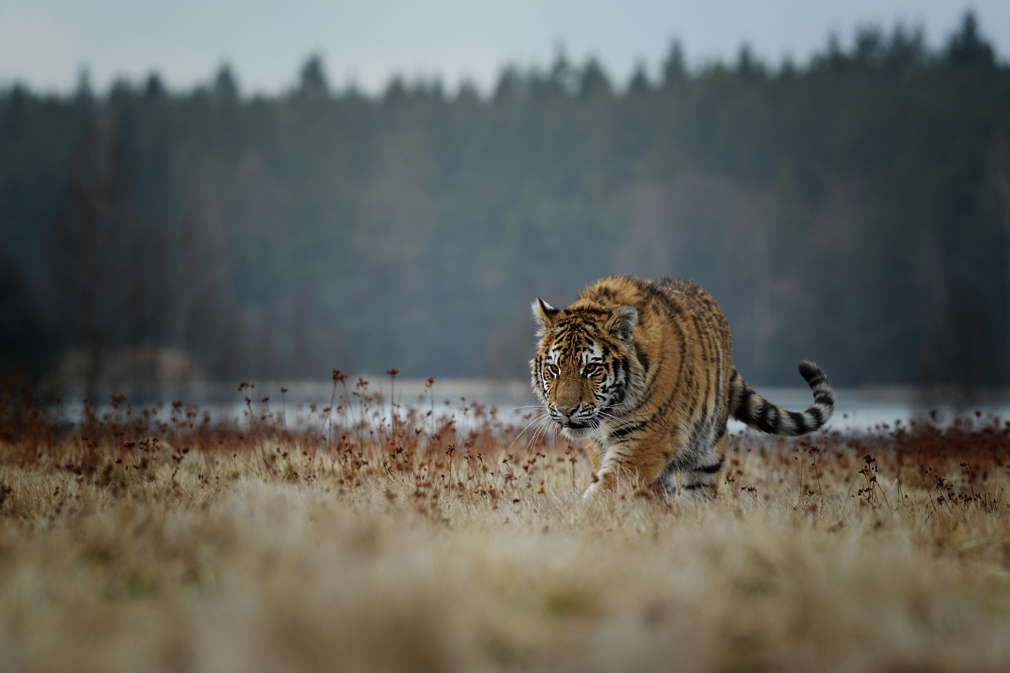 If You Were Running From A Tiger, and Couldn't Push Your Friend Down, Would You Live?